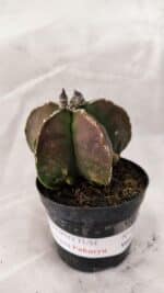 ASTROPHYTUM MYRIOSTIGMA "FUKURYU"  Nº 1021 – vaso 09 - Imagem 2