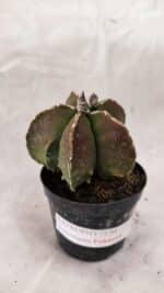 ASTROPHYTUM MYRIOSTIGMA "FUKURYU"  Nº 1021 – vaso 09 - Imagem 8