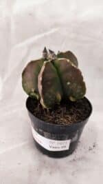 ASTROPHYTUM MYRIOSTIGMA "FUKURYU"  Nº 1021 – vaso 09 - Imagem 6