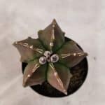 ASTROPHYTUM MYRIOSTIGMA "FUKURYU"  Nº 1021 – vaso 09