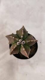 ASTROPHYTUM MYRIOSTIGMA "FUKURYU"  Nº 1021 – vaso 09