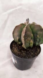 ASTROPHYTUM MYRIOSTIGMA "FUKURYU"  Nº 1021 – vaso 09 - Imagem 7