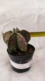 ASTROPHYTUM MYRIOSTIGMA "FUKURYU"  Nº 1021 – vaso 09 - Imagem 4