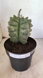 MATRIZ ASTROPHYTUM Myriostigma FUKURYU Nº 1082 – vaso 17 - Imagem 2