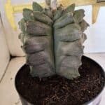 MATRIZ ASTROPHYTUM Myriostigma FUKURYU Nº 1082 – vaso 17