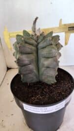 MATRIZ ASTROPHYTUM Myriostigma FUKURYU Nº 1082 – vaso 17