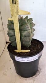 MATRIZ ASTROPHYTUM Myriostigma FUKURYU Nº 1082 – vaso 17 - Imagem 5