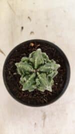 MATRIZ ASTROPHYTUM Myriostigma FUKURYU Nº 1083 – vaso 11 - Imagem 3