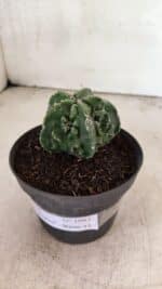 MATRIZ ASTROPHYTUM Myriostigma FUKURYU Nº 1083 – vaso 11 - Imagem 9