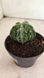 MATRIZ ASTROPHYTUM Myriostigma FUKURYU Nº 1083 – vaso 11 - Imagem 8