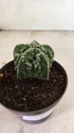 MATRIZ ASTROPHYTUM Myriostigma FUKURYU Nº 1083 – vaso 11 - Imagem 6