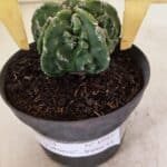 MATRIZ ASTROPHYTUM Myriostigma FUKURYU Nº 1083 – vaso 11