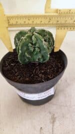MATRIZ ASTROPHYTUM Myriostigma FUKURYU Nº 1083 – vaso 11