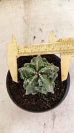 MATRIZ ASTROPHYTUM Myriostigma FUKURYU Nº 1083 – vaso 11 - Imagem 5