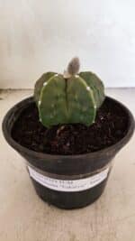 MATRIZ ASTROPHYTUM Myriostigma FUKURYU Nº 1091 – vaso 15 - Imagem 2