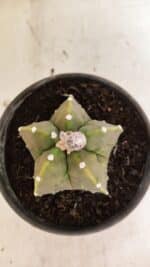 MATRIZ ASTROPHYTUM Myriostigma FUKURYU Nº 1091 – vaso 15 - Imagem 3