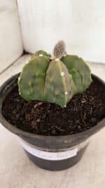 MATRIZ ASTROPHYTUM Myriostigma FUKURYU Nº 1091 – vaso 15 - Imagem 10