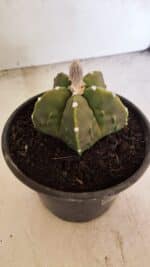 MATRIZ ASTROPHYTUM Myriostigma FUKURYU Nº 1091 – vaso 15 - Imagem 8