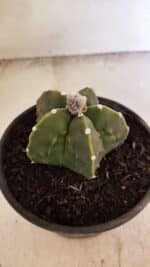 MATRIZ ASTROPHYTUM Myriostigma FUKURYU Nº 1091 – vaso 15 - Imagem 6