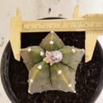 MATRIZ ASTROPHYTUM Myriostigma FUKURYU Nº 1091 – vaso 15