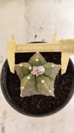 MATRIZ ASTROPHYTUM Myriostigma FUKURYU Nº 1091 – vaso 15