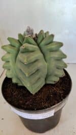 MATRIZ ASTROPHYTUM Myriostigma FUKURYU Nº 1092 – vaso 17 - Imagem 10