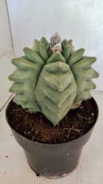 MATRIZ ASTROPHYTUM Myriostigma FUKURYU Nº 1092 – vaso 17 - Imagem 9