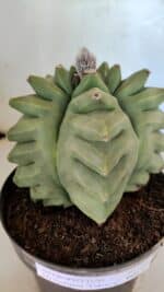 MATRIZ ASTROPHYTUM Myriostigma FUKURYU Nº 1092 – vaso 17 - Imagem 7