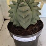 MATRIZ ASTROPHYTUM Myriostigma FUKURYU Nº 1092 – vaso 17