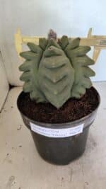 MATRIZ ASTROPHYTUM Myriostigma FUKURYU Nº 1092 – vaso 17