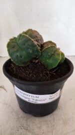 ASTROPHYTUM Myriostigma FUKURYU Nº 1081 – vaso 15 - Imagem 2