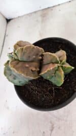 ASTROPHYTUM Myriostigma FUKURYU Nº 1081 – vaso 15 - Imagem 6