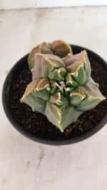 ASTROPHYTUM Myriostigma FUKURYU Nº 1081 – vaso 15 - Imagem 5