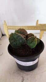 ASTROPHYTUM Myriostigma FUKURYU Nº 1081 – vaso 15