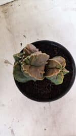 ASTROPHYTUM Myriostigma FUKURYU Nº 1081 – vaso 15 - Imagem 3