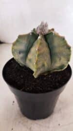 MATRIZ ASTROPHYTUM Myriostigma FUKURYU "VARIEGATA" Nº 1096 – vaso 15 - Imagem 8