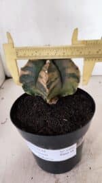 MATRIZ ASTROPHYTUM Myriostigma FUKURYU "VARIEGATA" Nº 1096 – vaso 15 - Imagem 5