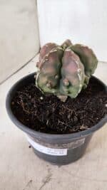 ASTROPHYTUM Myriostigma FUKURYU Nº 1080 – vaso 15 - Imagem 9