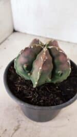 ASTROPHYTUM Myriostigma FUKURYU Nº 1080 – vaso 15 - Imagem 7