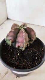 ASTROPHYTUM Myriostigma FUKURYU Nº 1080 – vaso 15 - Imagem 6