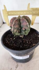 ASTROPHYTUM Myriostigma FUKURYU Nº 1080 – vaso 15 - Imagem 4
