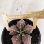 ASTROPHYTUM Myriostigma FUKURYU Nº 1080 – vaso 15