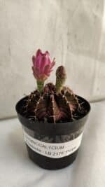 GYMNOCALYCIUM Friedrichii LB 2178 "Purple" - Nº 390 – vaso 09 - Imagem 2