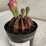 GYMNOCALYCIUM Friedrichii LB 2178 "Purple" - Nº 391 – vaso 09