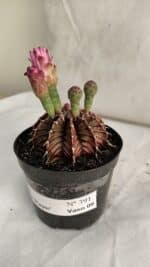 GYMNOCALYCIUM Friedrichii LB 2178 "Purple" - Nº 391 – vaso 09