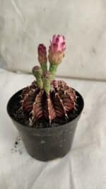 GYMNOCALYCIUM Friedrichii LB 2178 "Purple" - Nº 391 – vaso 09 - Imagem 6