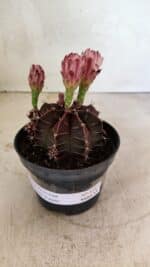 GYMNOCALYCIUM Mihanovichii Purple Nº 575 – vaso 11 - Imagem 2