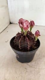 GYMNOCALYCIUM Mihanovichii Purple Nº 575 – vaso 11 - Imagem 6