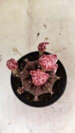 GYMNOCALYCIUM Mihanovichii Purple Nº 575 – vaso 11 - Imagem 8