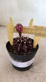 GYMNOCALYCIUM Mihanovichii Purple Nº 575 – vaso 09